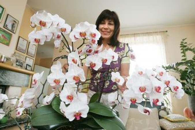 Orchidėjų karalienė iš Panemunės