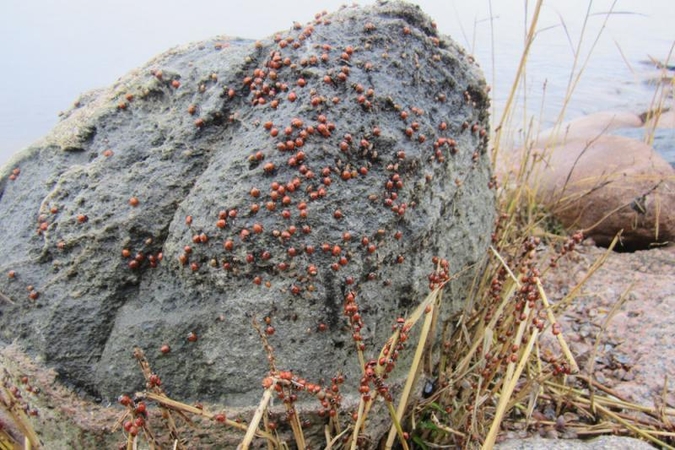 Ventės rage – septyntaškių invazija (foto)
