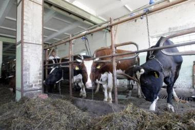 Pratrūko: ūkininkai skundžiasi, kad perdirbėjai už pieną esą moka nesąžiningą kainą.