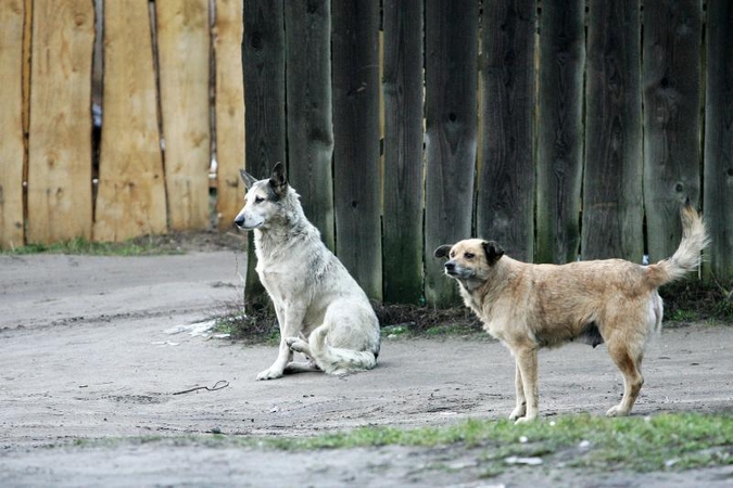 Vilniuje veikia paslaptingi beglobių gyvūnų gaudytojai