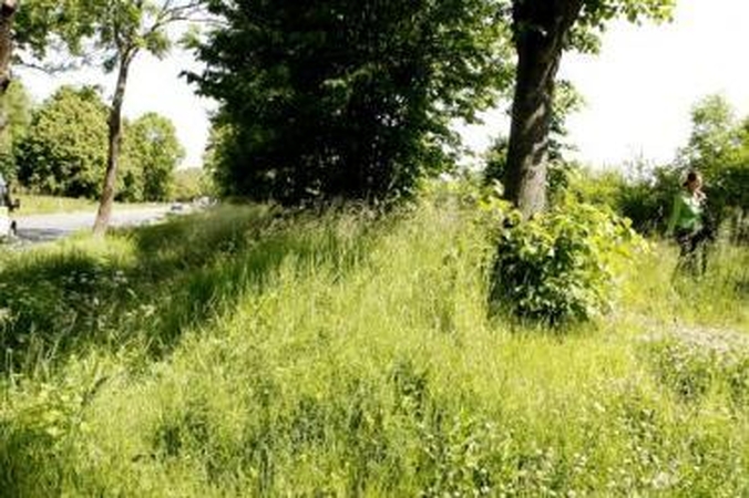 Planai: apžėlusius daugiabučių kiemus ketinama pradėti šienauti šią savaitę.