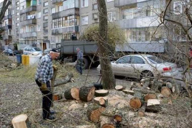 Medžių genėjimas kaitina miestiečių aistras