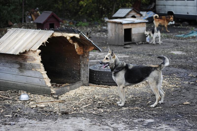„Penkta koja“: žmonės, padėkite!   