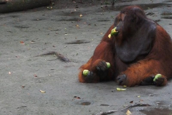 Orangutanams nutiestu taku lietuviai vaikščiojo be šeimininkų