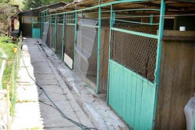 Iškraustė: pirmadienį N.Žiūkas rado tik garde buvusius šernus, o jo auginti aštuoni šunys su antstolio priežiūra buvo išvežti.