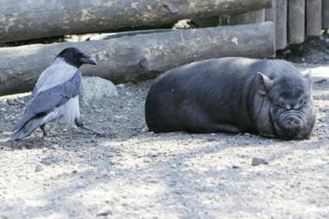 Galimybė: Zoologijos sodo atstovai kratosi galimo savivaldybės pavaldumo ir rūpinasi, kad nenukentėtų gyvūnai.