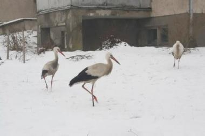 Neringiškis: pasak ornitologo, Nidoje vasaras leidęs gandras žiemai apsistojo Ventės rage.