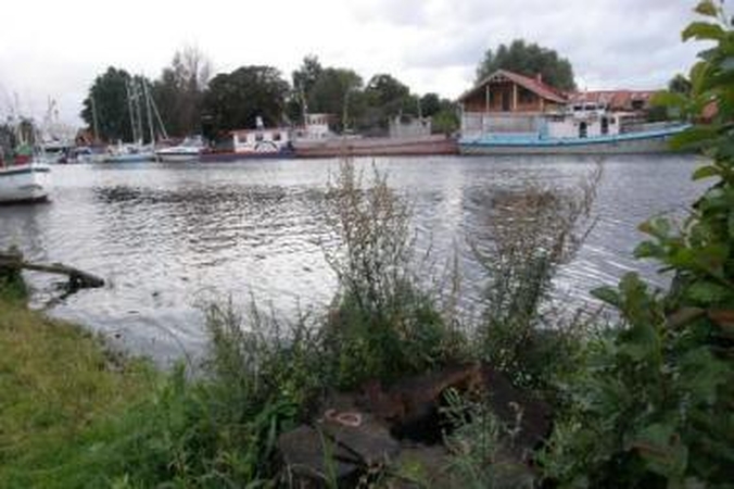 Teismas ėmėsi medkirčių bylos
