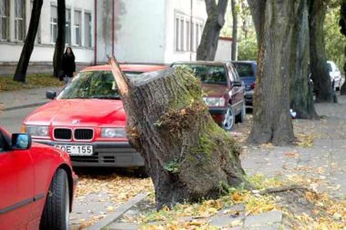 Miestas kelmų atsikrato rudenį