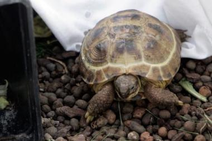 Eksponatas: panašų į šį vėžlį gyvį klaipėdiečiai pastebėjo mariose ties Jachtų klubu.