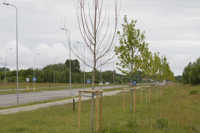 Vietoje žadėtos medžių alėjos – nudžiūvę stagarai