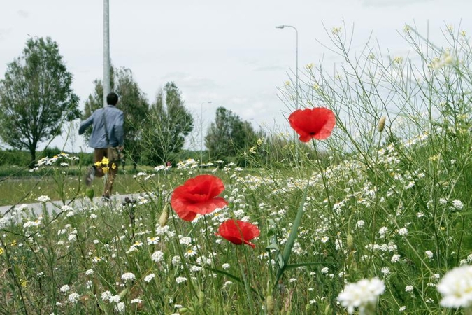 Uostamiesčio pakraštyje – aguonų rojus   