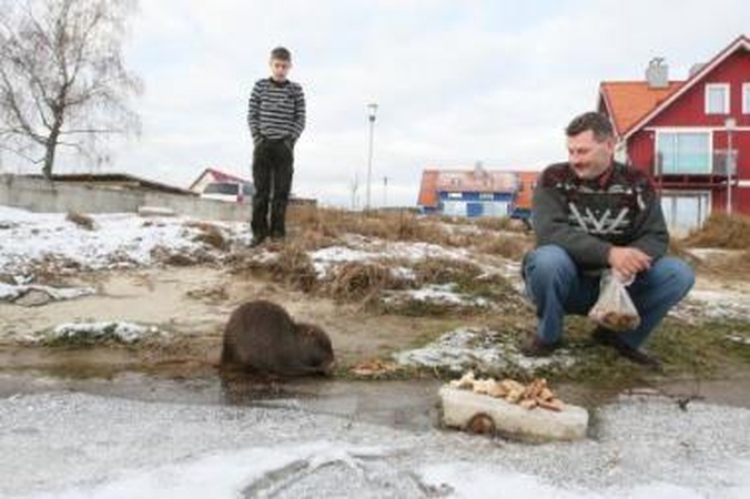 Įžymybė: nutrija Vasia Pervalkos krantinėje traukia poilsiautojų dėmesį.