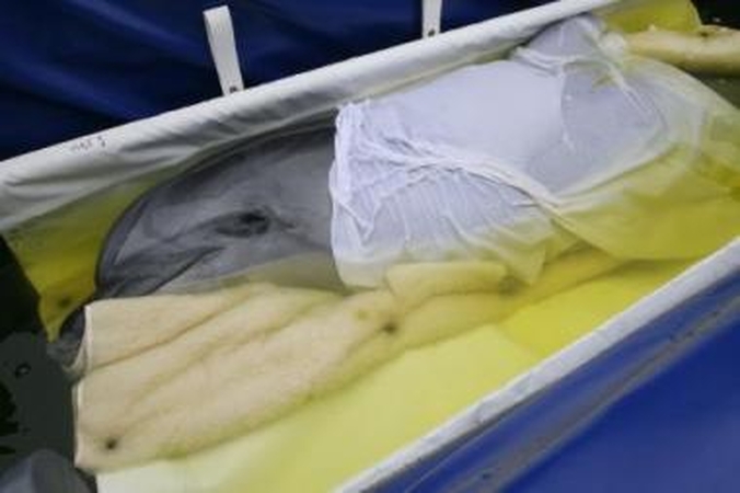 Klaipėdoje likusius delfinus taip pat priglaus graikai