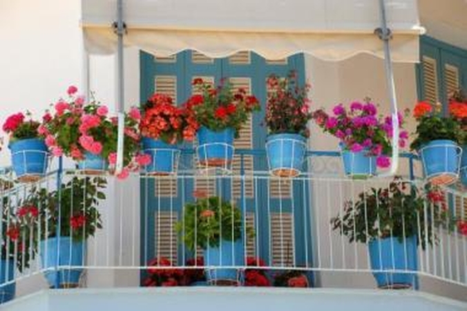 Dominuoja: tarp populiariausių balkoninių gėlių – neįnoringosios pelargonijos.