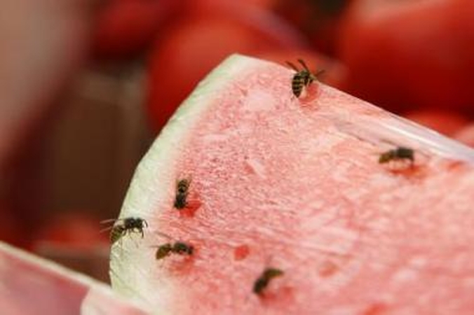 Smaližės: širšes vilioja saldūs produktai, kuriuos žmonės mėgsta neštis į pajūrį.