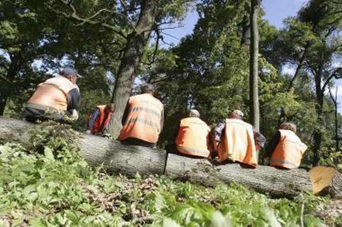 Audros nusiaubtas Ąžuolynas laukia naujų ąžuolų