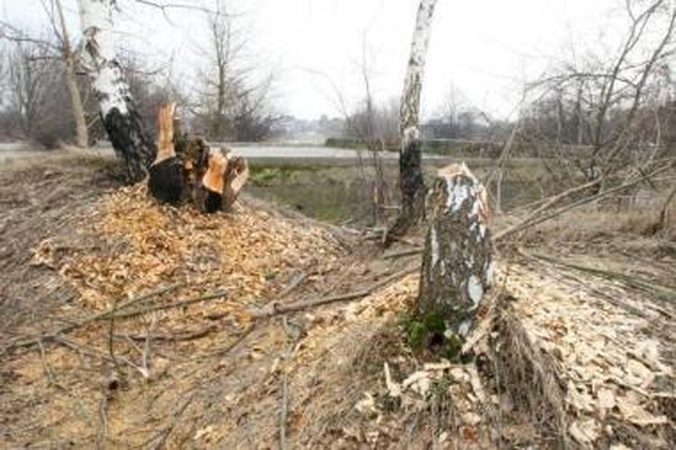 Danėje – bebrų užtvankos