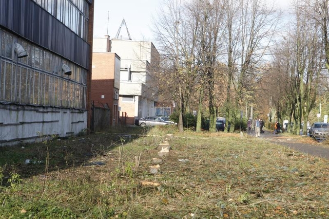 Birutės gatvėje iškirstos eglės pažėrė spėlionių