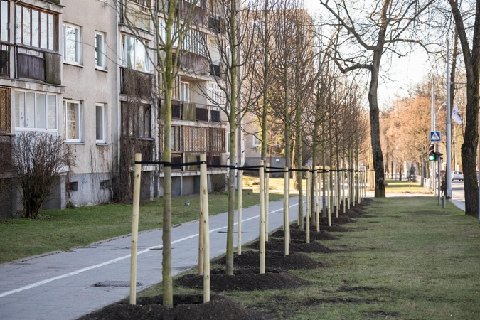 Vilnių papuoš beveik auksiniai medžiai: vieno kaina – 400 eurų